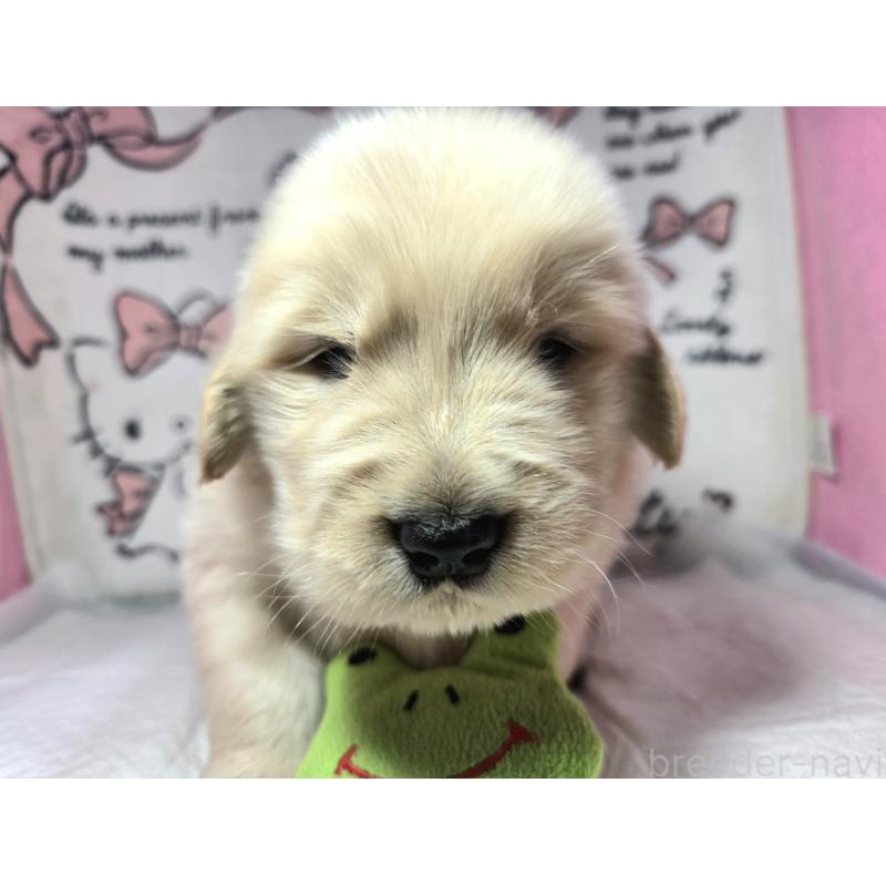 販売中の静岡県のゴールデンレトリーバー-443634