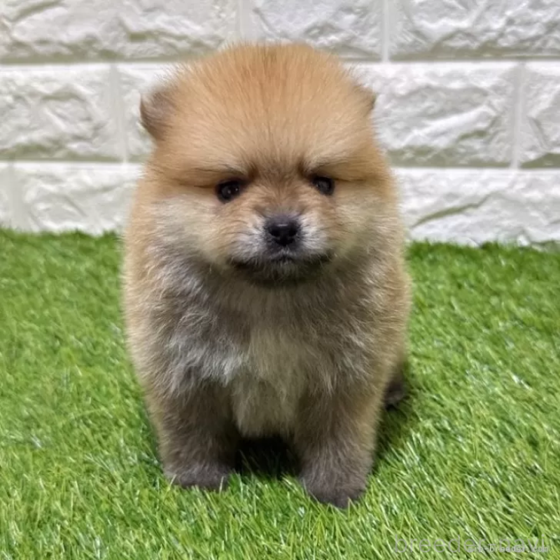販売中の愛知県のポメラニアン-445402
