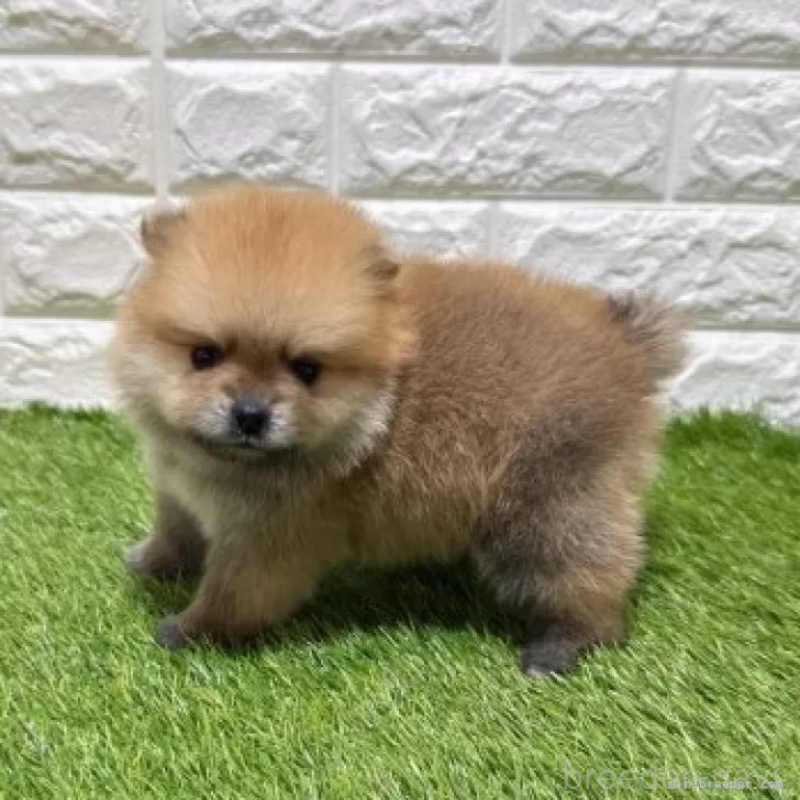 販売中の愛知県のポメラニアン-445402の5枚目