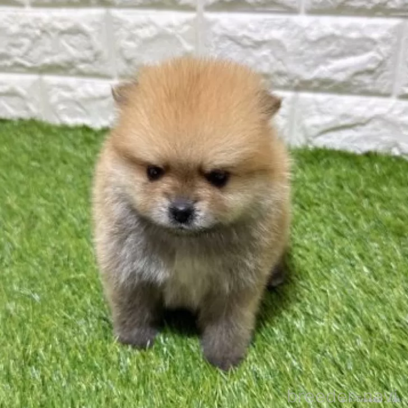 販売中の愛知県のポメラニアン-445402の3枚目