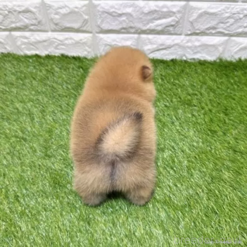 販売中の愛知県のポメラニアン-445402の2枚目