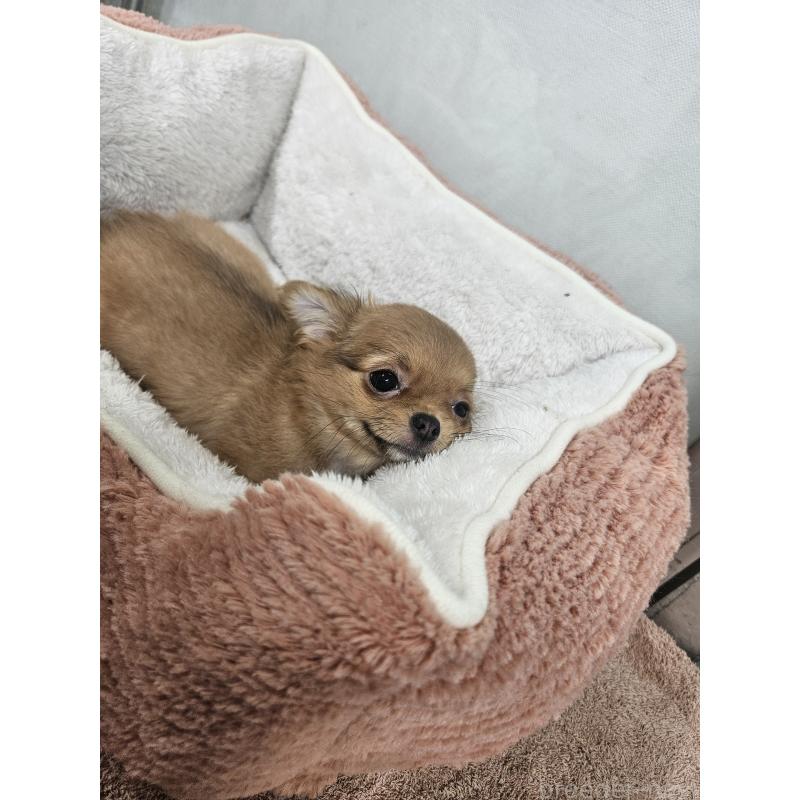 販売中の栃木県のチワワ(ロングコート)-445403の3枚目