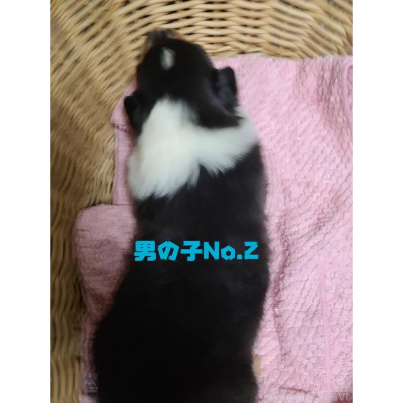 販売中の福島県のラフコリー-445412の2枚目