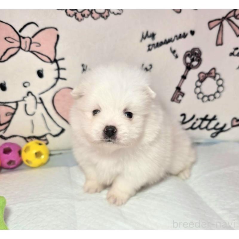 販売中の静岡県のポメラニアン-443619