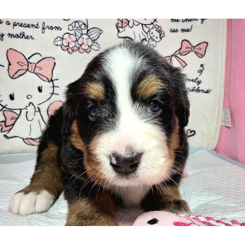 販売中の静岡県のバーニーズマウンテンドッグ-443605