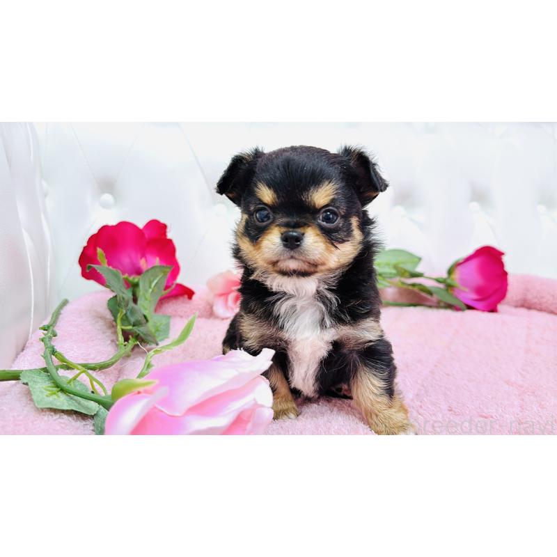 販売中の埼玉県のチワワ(ロングコート)-445407