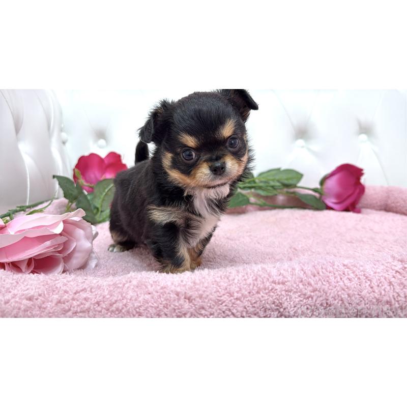 販売中の埼玉県のチワワ(ロングコート)-445407の10枚目