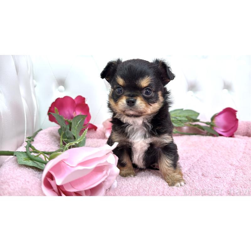 販売中の埼玉県のチワワ(ロングコート)-445407の9枚目