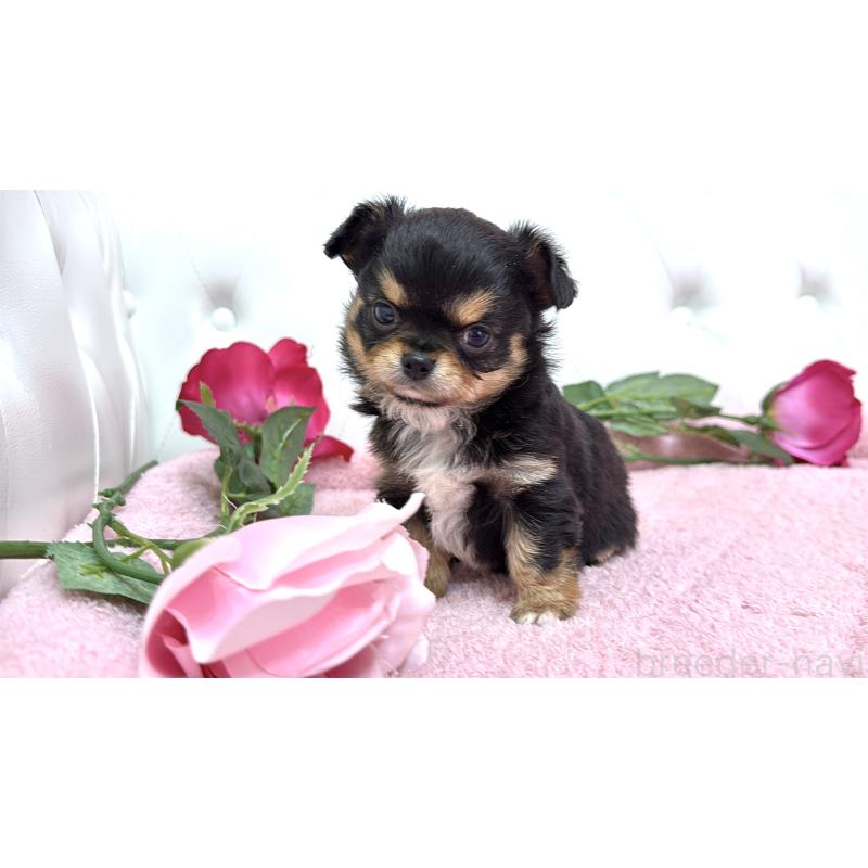 販売中の埼玉県のチワワ(ロングコート)-445407の7枚目