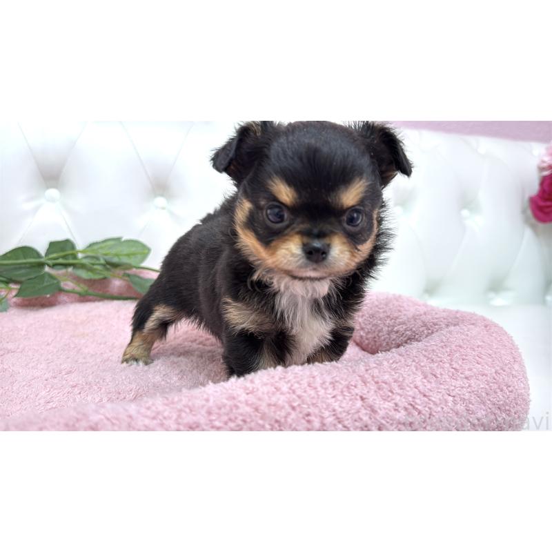 販売中の埼玉県のチワワ(ロングコート)-445407の6枚目