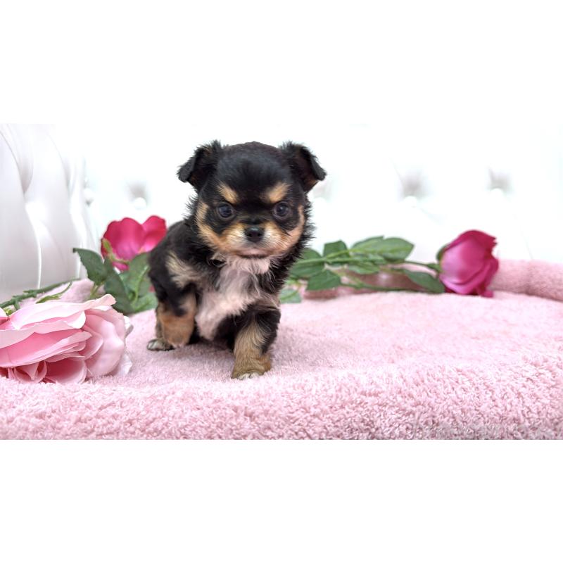 販売中の埼玉県のチワワ(ロングコート)-445407の5枚目