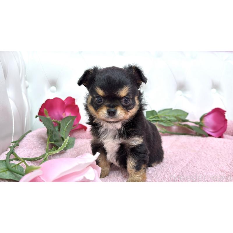 販売中の埼玉県のチワワ(ロングコート)-445407の4枚目