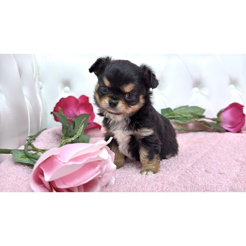 販売中の埼玉県のチワワ(ロングコート)-445407の2枚目