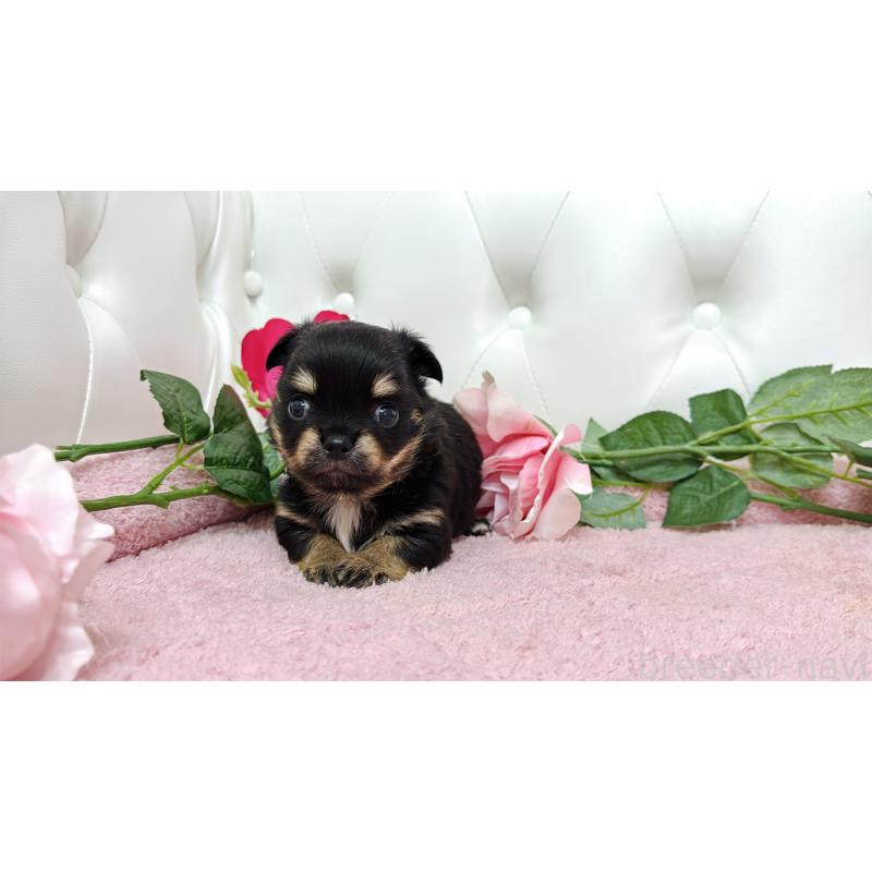 販売中の埼玉県のチワワ(ロングコート)-445409の11枚目