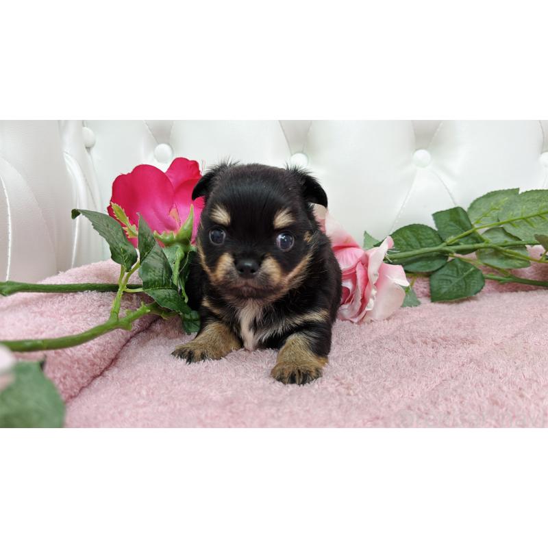 販売中の埼玉県のチワワ(ロングコート)-445409の10枚目