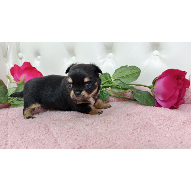 販売中の埼玉県のチワワ(ロングコート)-445409の9枚目