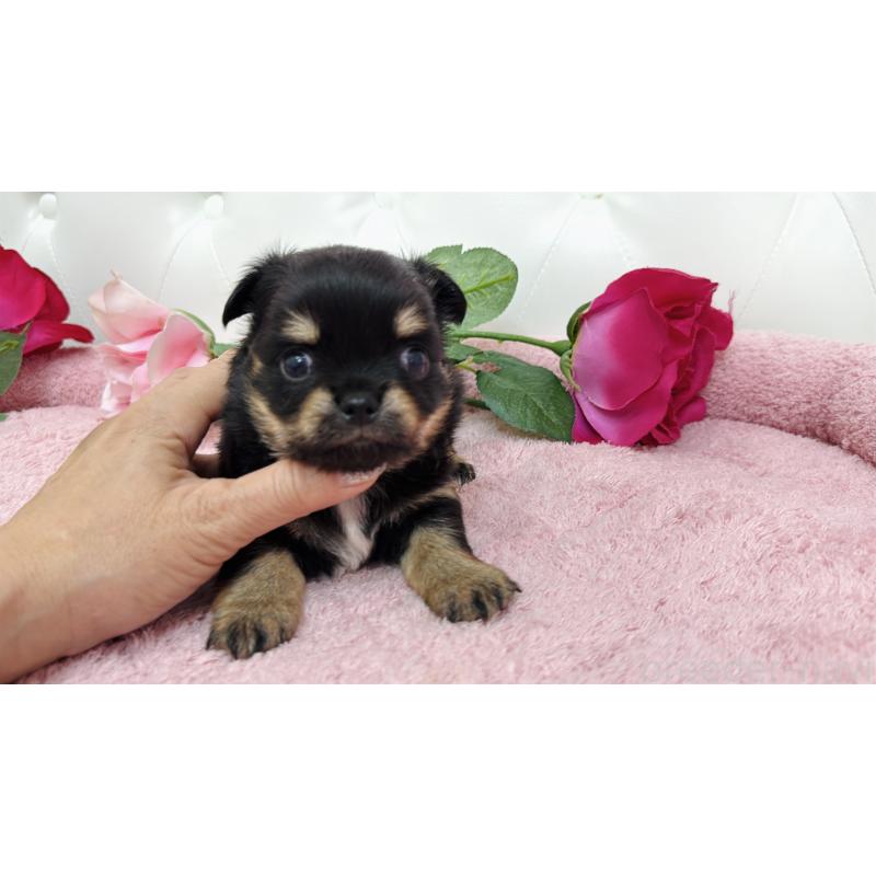 販売中の埼玉県のチワワ(ロングコート)-445409の8枚目