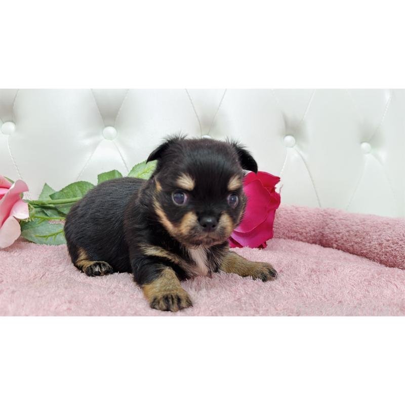 販売中の埼玉県のチワワ(ロングコート)-445409の7枚目