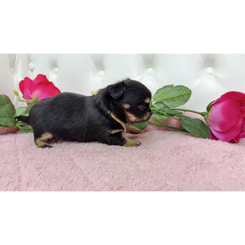 販売中の埼玉県のチワワ(ロングコート)-445409の6枚目