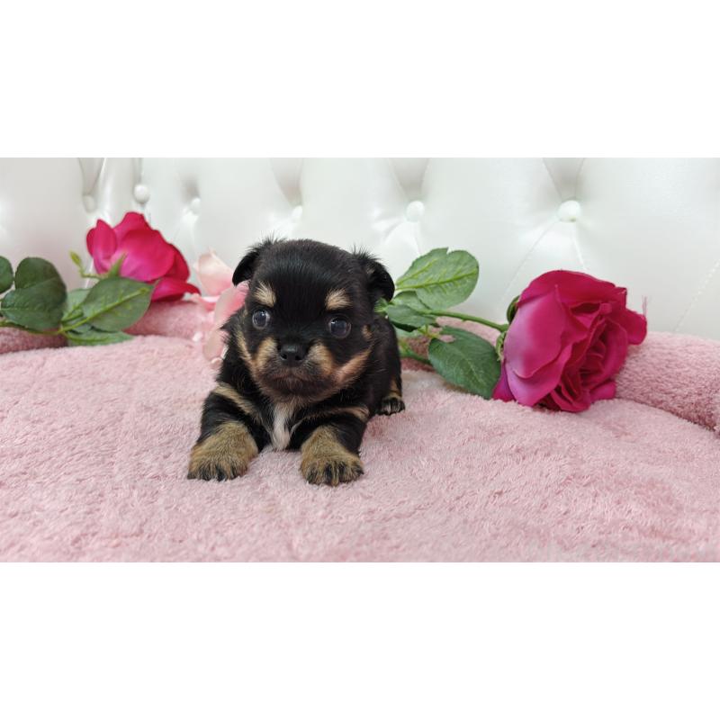 販売中の埼玉県のチワワ(ロングコート)-445409の4枚目