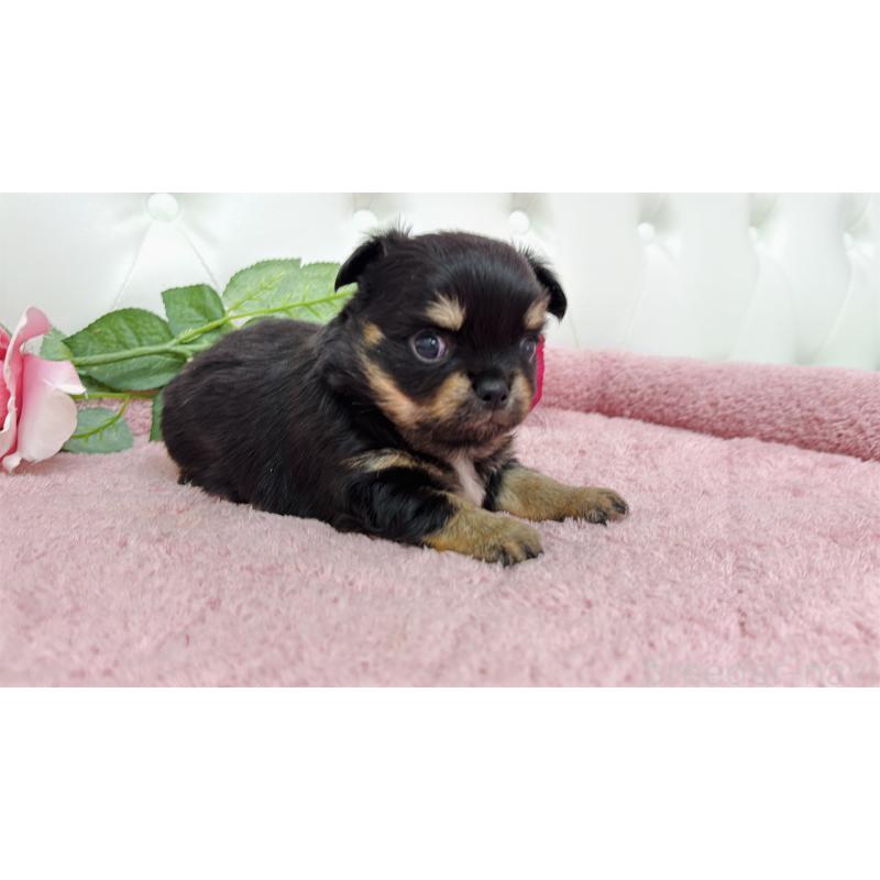 販売中の埼玉県のチワワ(ロングコート)-445409の3枚目