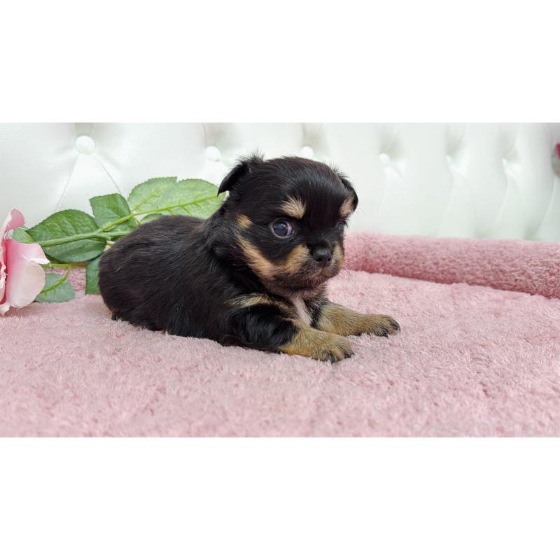 販売中の埼玉県のチワワ(ロングコート)-445409の2枚目