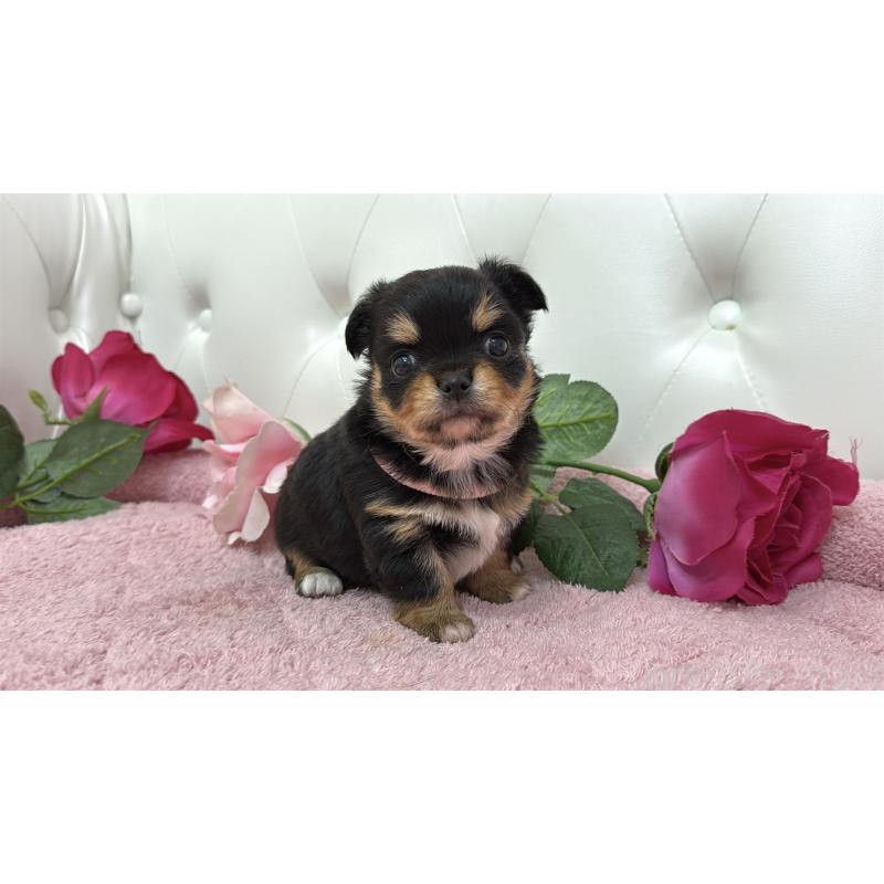 販売中の埼玉県のチワワ(ロングコート)-445410の1枚目