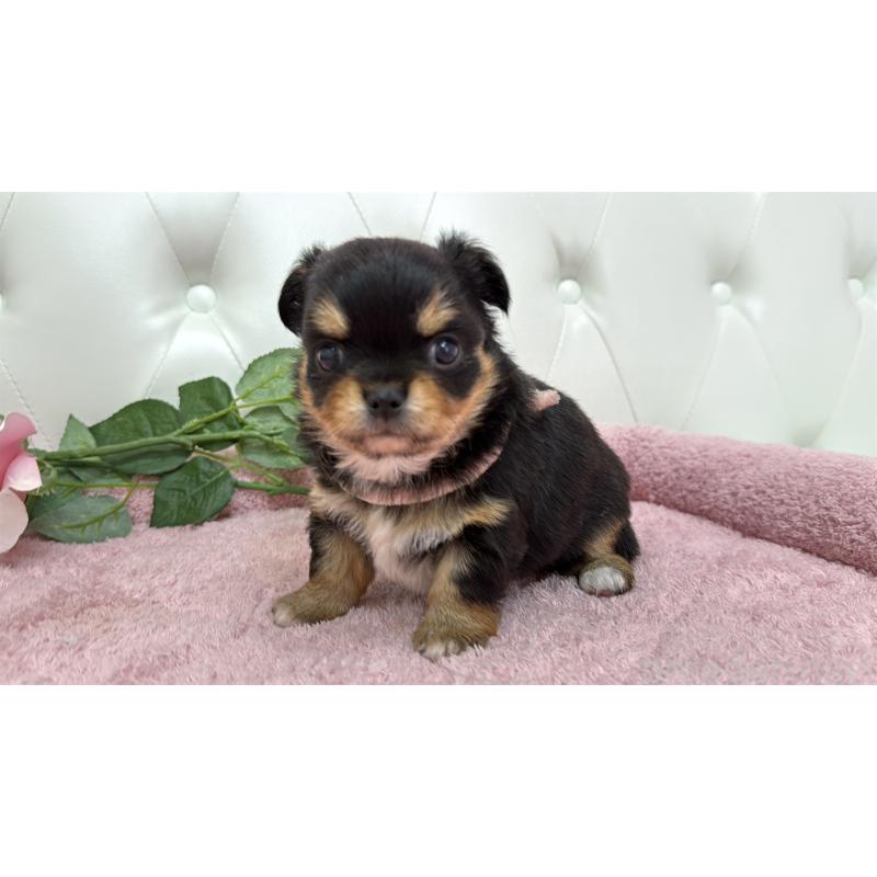 販売中の埼玉県のチワワ(ロングコート)-445410の11枚目