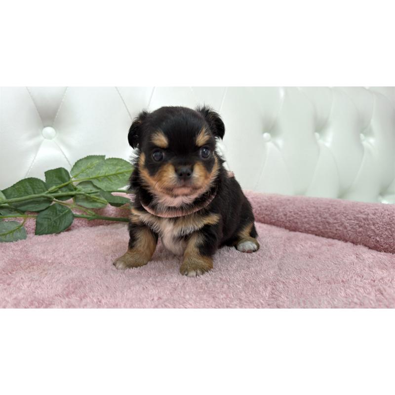 販売中の埼玉県のチワワ(ロングコート)-445410の8枚目