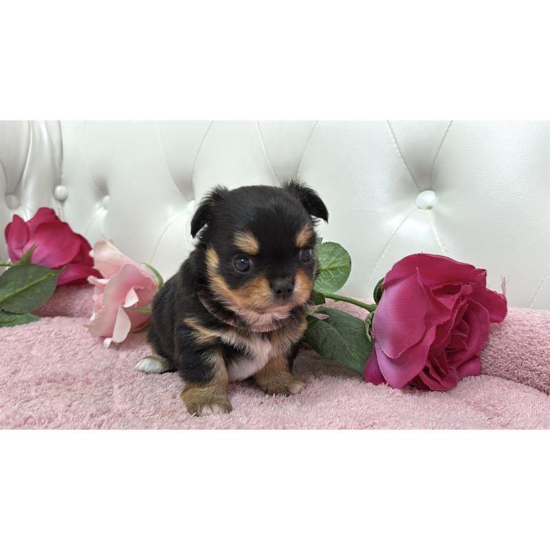 販売中の埼玉県のチワワ(ロングコート)-445410の7枚目