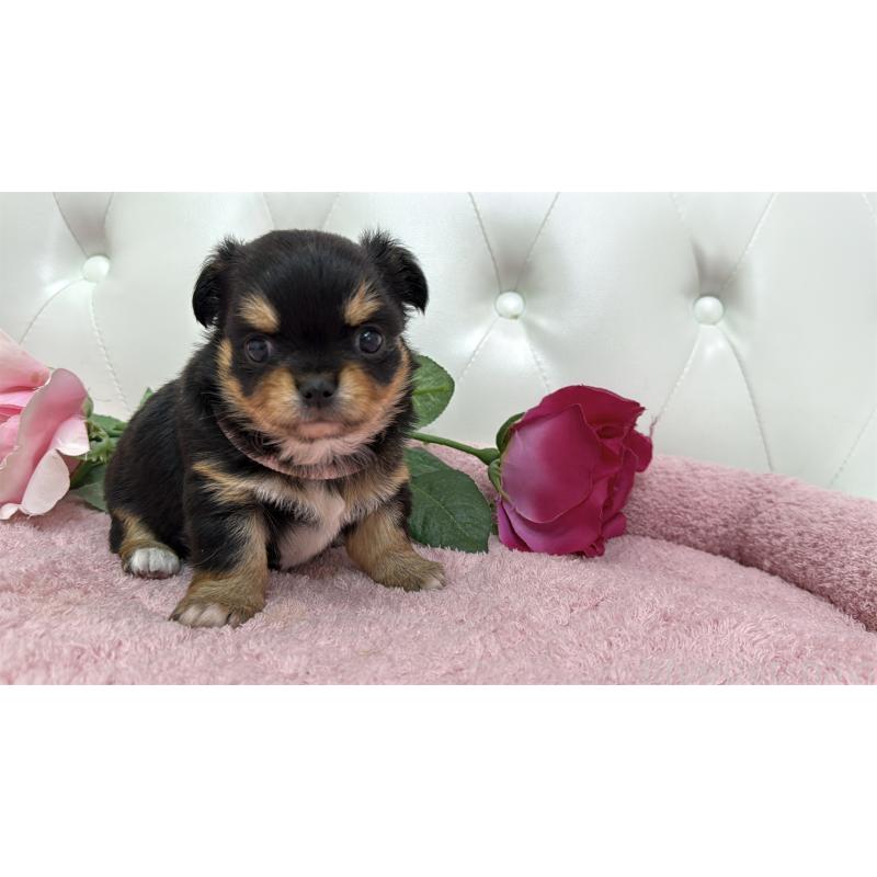 販売中の埼玉県のチワワ(ロングコート)-445410の6枚目