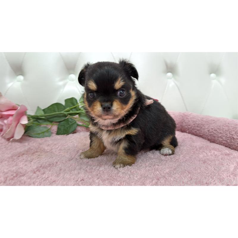 販売中の埼玉県のチワワ(ロングコート)-445410の5枚目