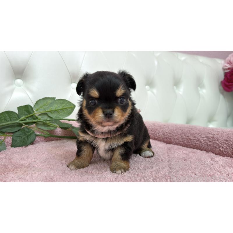 販売中の埼玉県のチワワ(ロングコート)-445410の3枚目