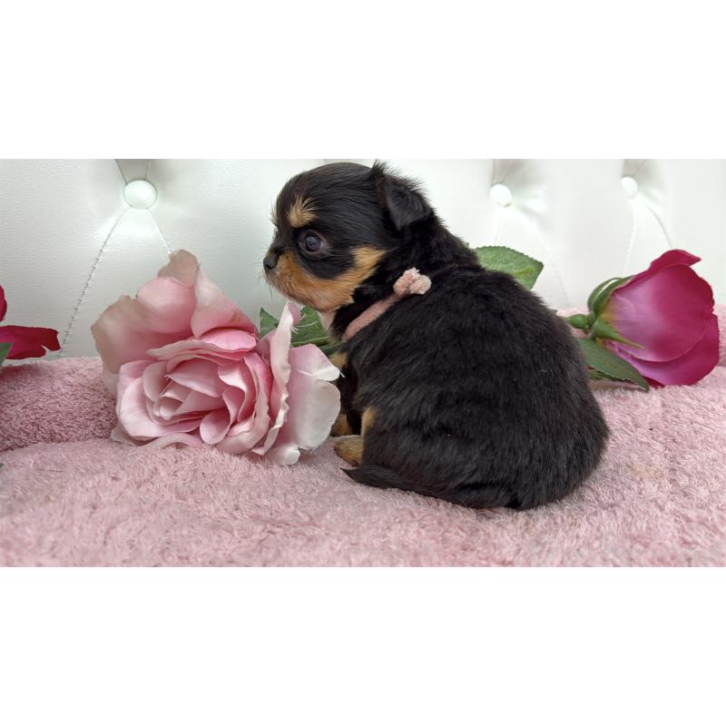 販売中の埼玉県のチワワ(ロングコート)-445410の2枚目