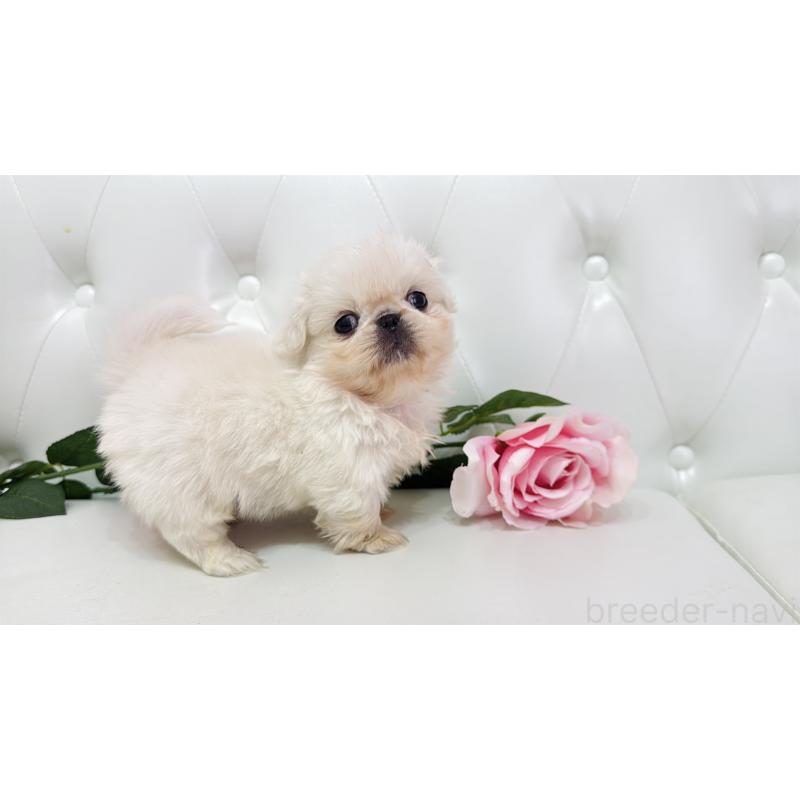 販売中の埼玉県のペキニーズ-443804
