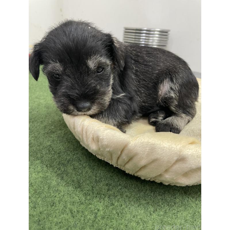 販売中の千葉県のミニチュアシュナウザー-445414の3枚目