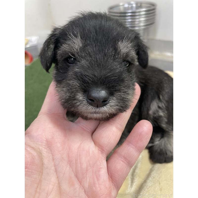 販売中の千葉県のミニチュアシュナウザー-445414の2枚目