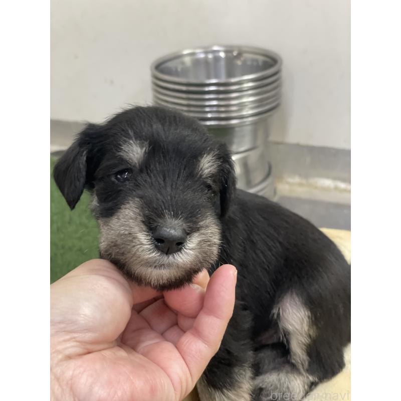 販売中の千葉県のミニチュアシュナウザー-445413の2枚目