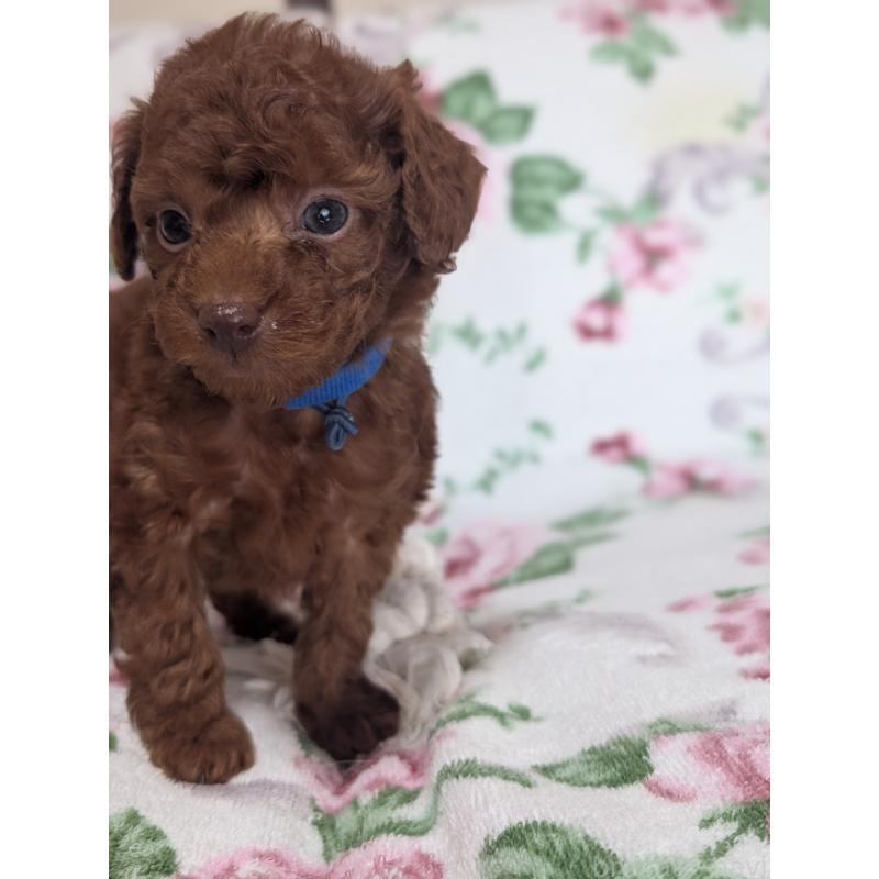 販売中の熊本県のタイニープードル-445415の5枚目