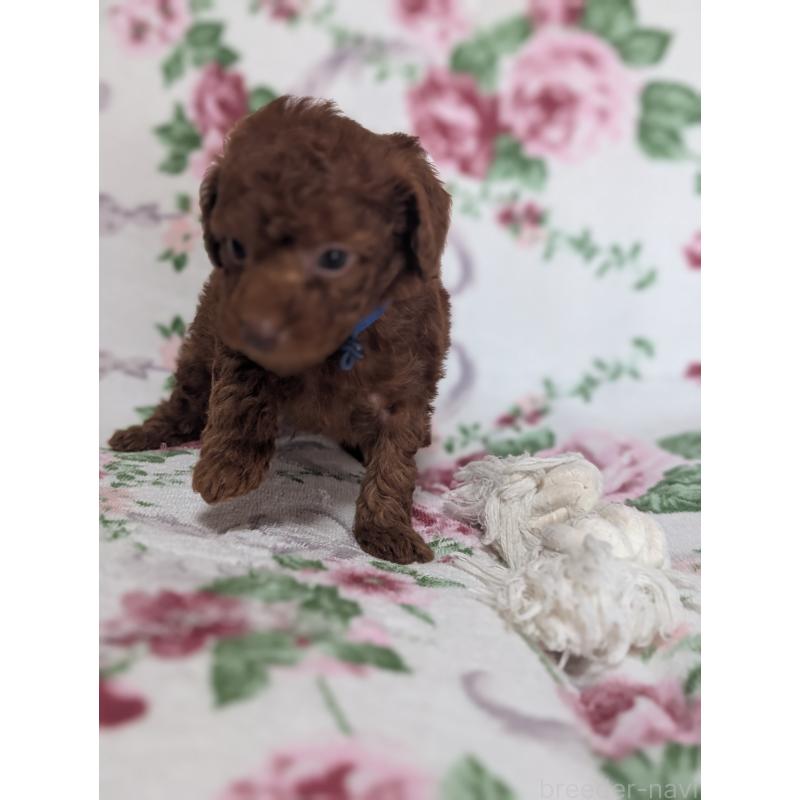 販売中の熊本県のタイニープードル-445415の4枚目