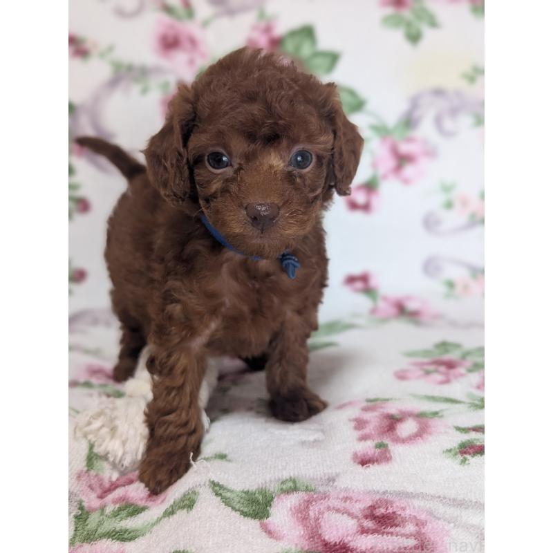 販売中の熊本県のタイニープードル-445415の3枚目