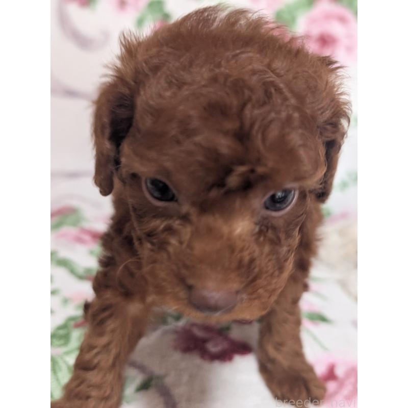 販売中の熊本県のタイニープードル-445415の2枚目