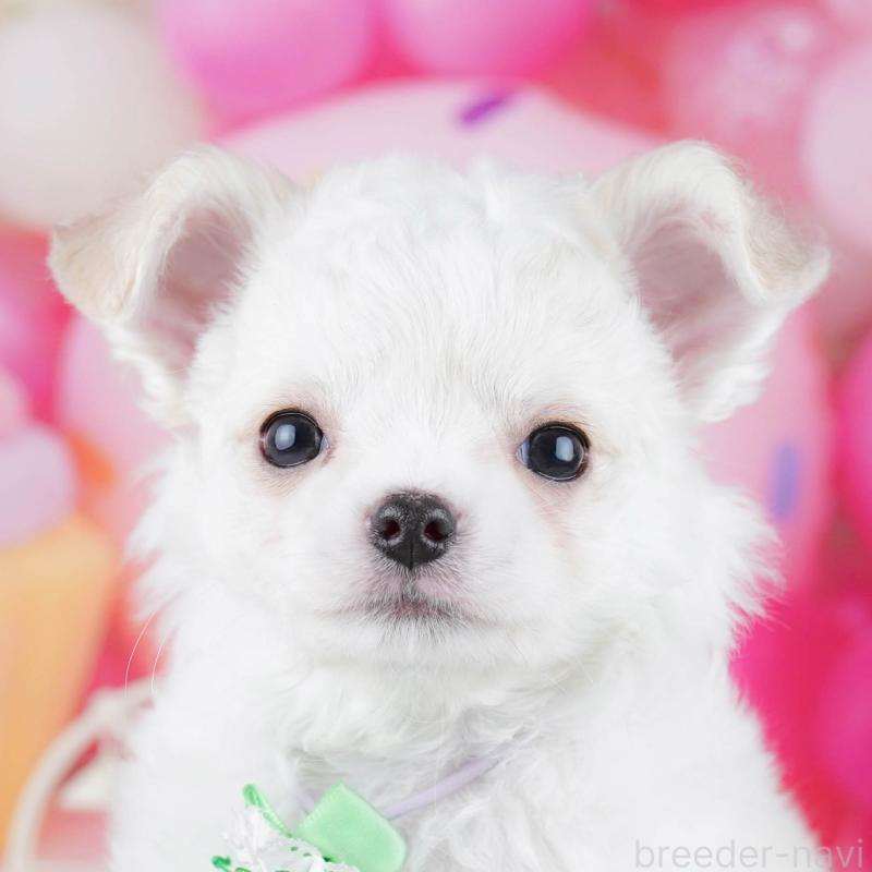 販売中の神奈川県のチワワ(ロングコート)-445416