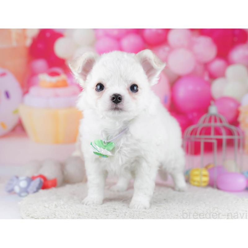 販売中の神奈川県のチワワ(ロングコート)-445416の15枚目