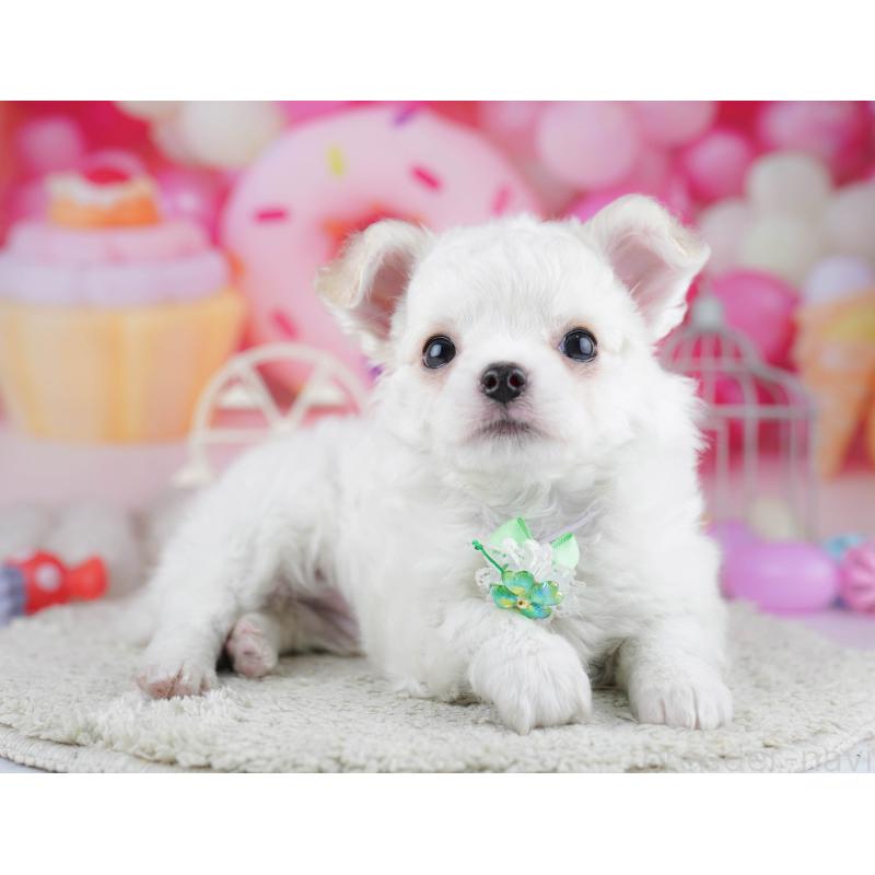 販売中の神奈川県のチワワ(ロングコート)-445416の14枚目