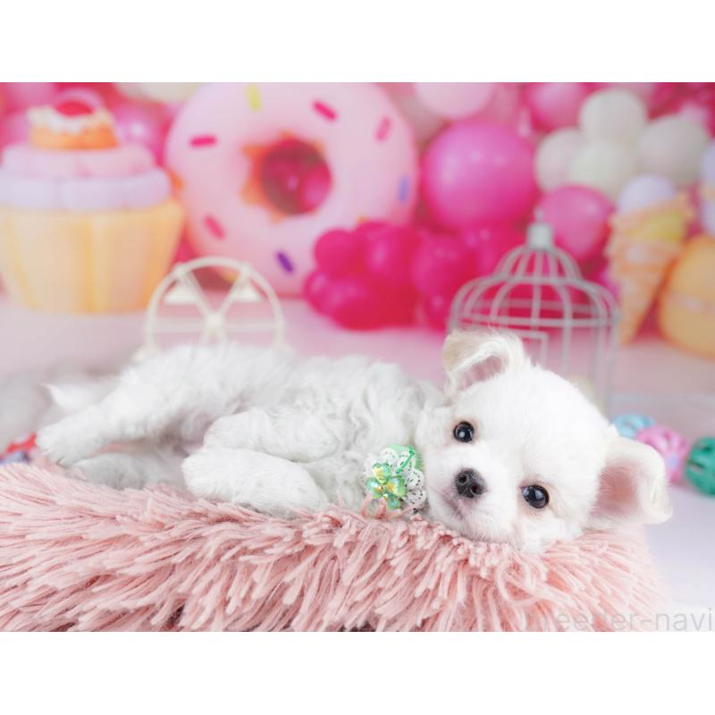 販売中の神奈川県のチワワ(ロングコート)-445416の13枚目