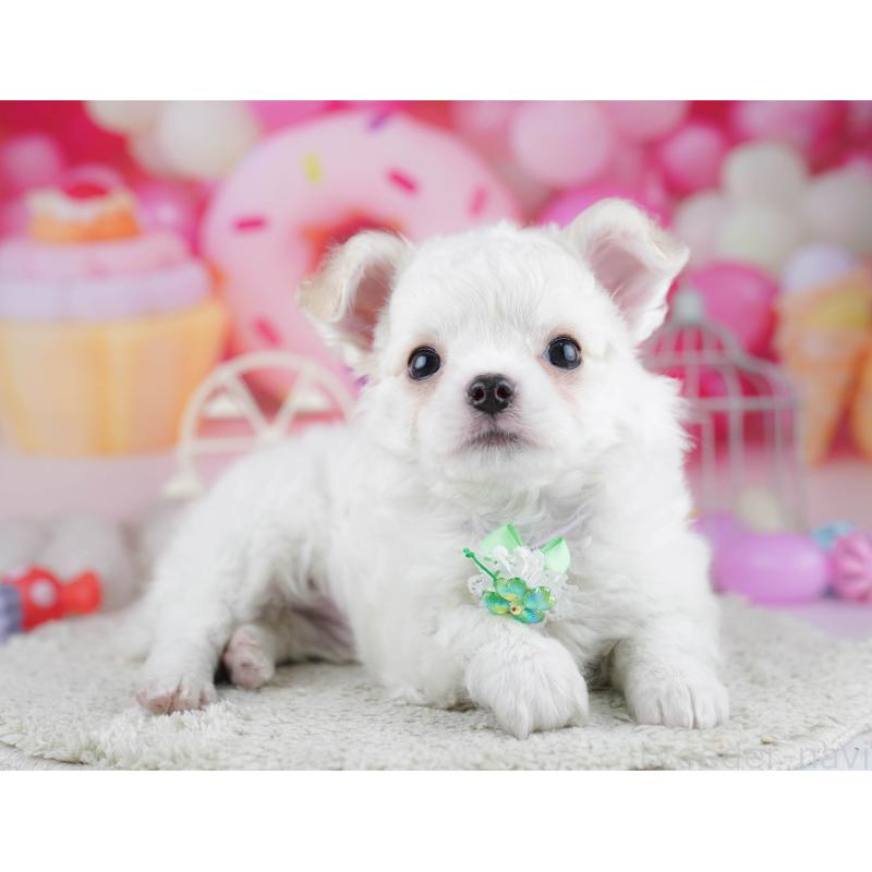 販売中の神奈川県のチワワ(ロングコート)-445416の12枚目