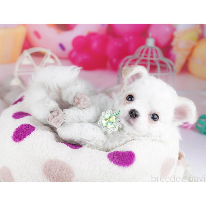 販売中の神奈川県のチワワ(ロングコート)-445416の10枚目