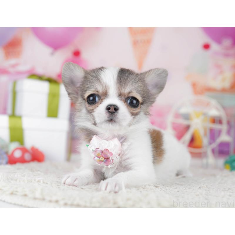 販売中の神奈川県のチワワ(ロングコート)-445417の15枚目