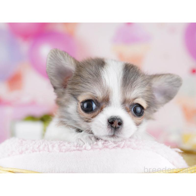 販売中の神奈川県のチワワ(ロングコート)-445417の14枚目